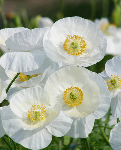 West Coast Seeds - Flowers - Poppies