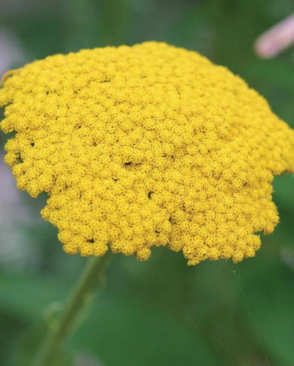 West Coast Seeds - Flowers - Assorted