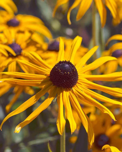 West Coast Seeds - Flowers - Assorted