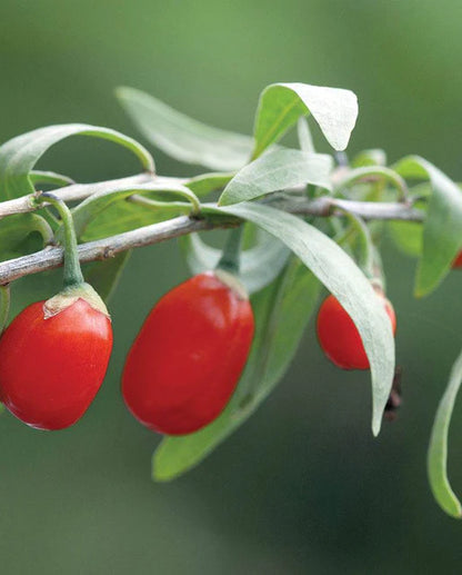 West Coast Seeds - Misc Fruit