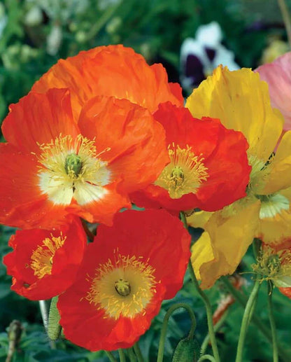 West Coast Seeds - Flowers - Poppies