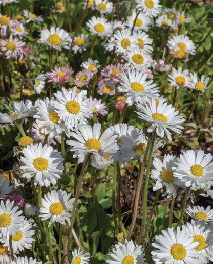 West Coast Seeds - Flowers - Assorted