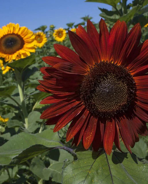 West Coast Seeds - Flowers - Sunflowers