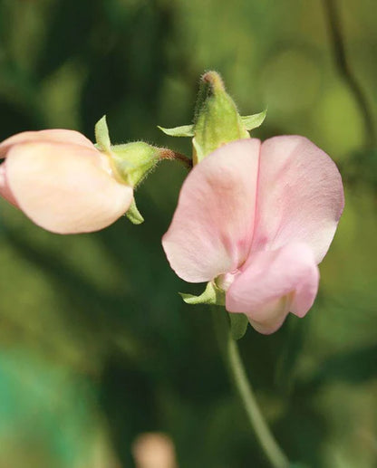 West Coast Seeds - Flowers - Assorted