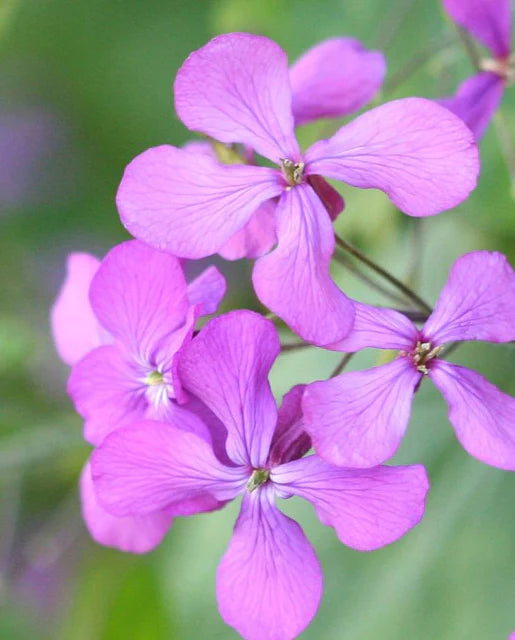 West Coast Seeds - Flowers - Assorted