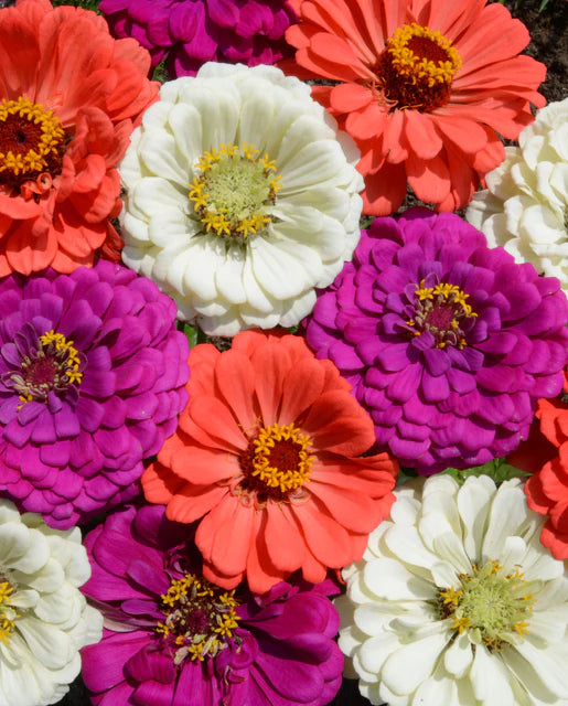 West Coast Seeds - Flowers - Zinnas