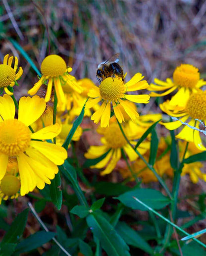 West Coast Seeds - Flowers - Assorted