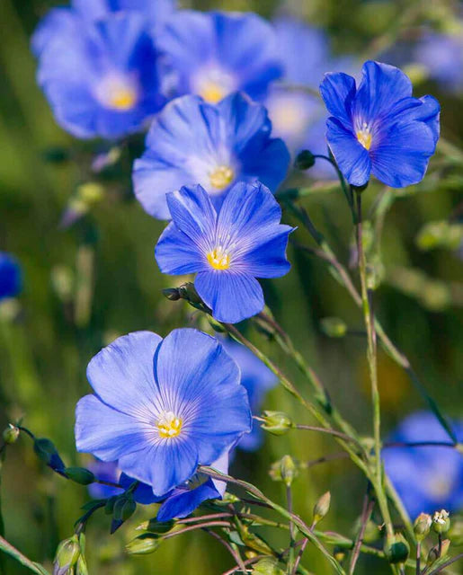 West Coast Seeds - Flowers - Assorted