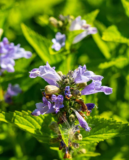 West Coast Seeds - Flowers - Assorted