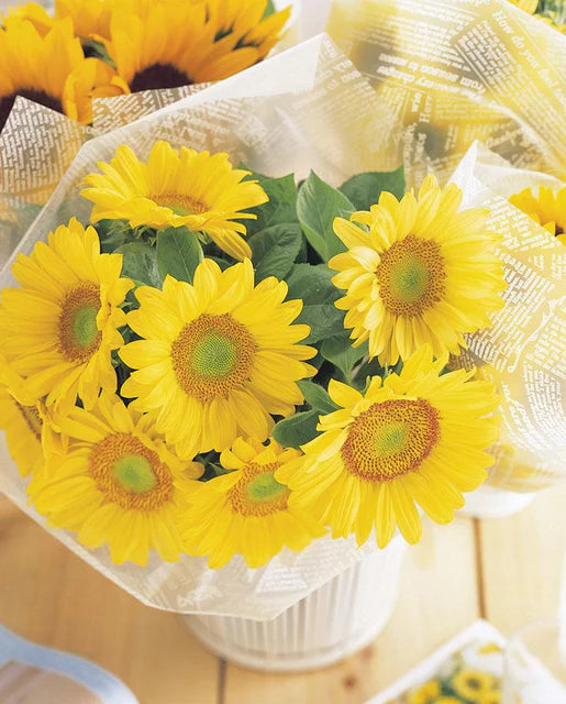West Coast Seeds - Flowers - Sunflowers