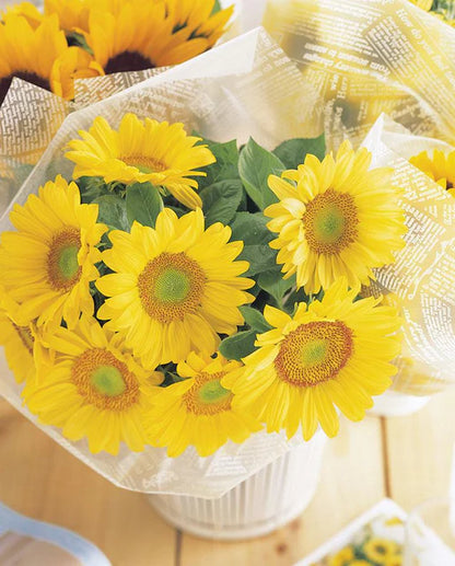 West Coast Seeds - Flowers - Sunflowers