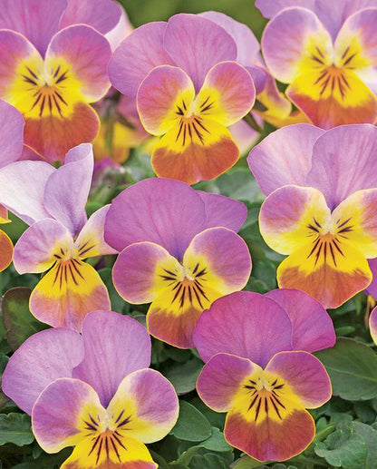 West Coast Seeds - Flowers - Assorted