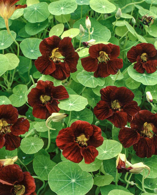 West Coast Seeds - Flowers - Assorted