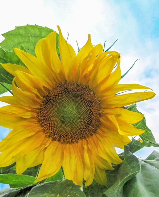 West Coast Seeds - Flowers - Sunflowers