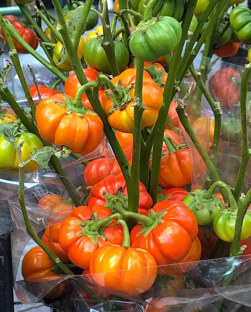 West Coast Seeds - Flowers - Assorted