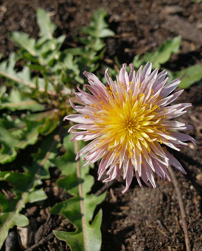 West Coast Seeds - Flowers - Assorted