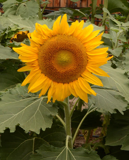 West Coast Seeds - Flowers - Sunflowers