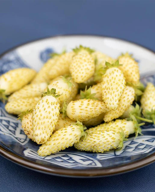 West Coast Seeds - Misc Fruit