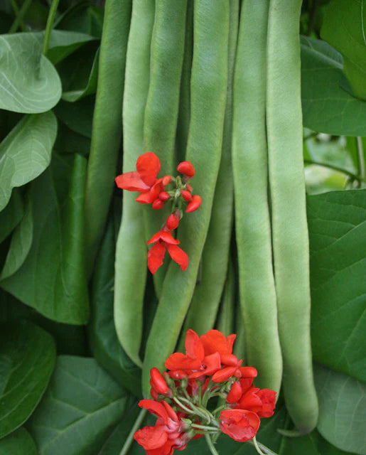 West Coast Seeds - Beans