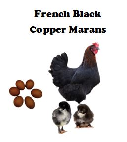 Chicks-Pullets - 2026 Shipment 5 - Pick up - June 2nd, 2026