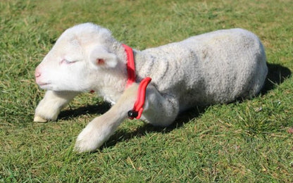 Gambrel - Restrainer for Sheep/Goats