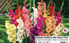 Gladiolus Bulbs - (Arriving in April)