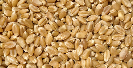 Wheat Berries - Hard White Spring Wheat