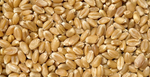 Wheat Berries - Hard White Spring Wheat