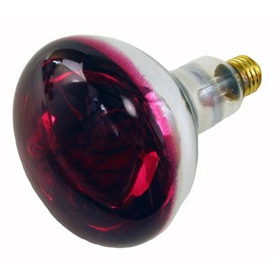 Infrared - Heat Lamp Bulb - 250W - Single