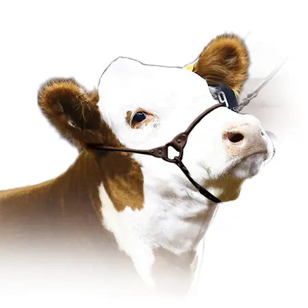Sullivan - Incognito Show Halter - (Seasonal Order)