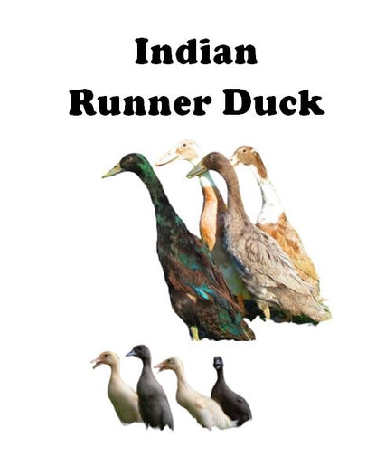 Ducklings-UNSEXED - Shipment 2 - Arriving June 10th, 2026