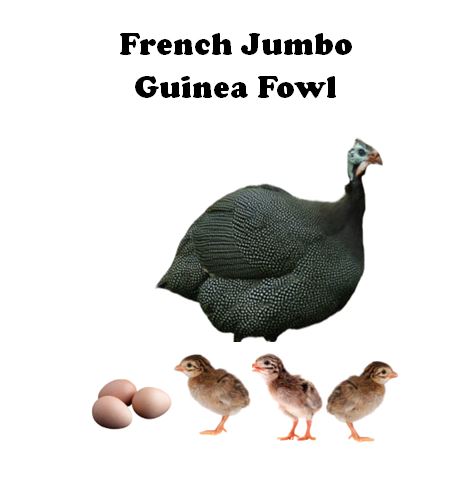 Jumbo French Pearl Guinea Keets-UNSEXED - Shipment 2 - Arriving (date to be Announced), 2026
