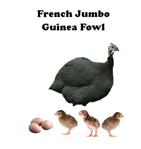 Jumbo French Guinea Keets-UNSEXED - 2024 Shipment 1 - Arriving Tentatively May 8th, 2024