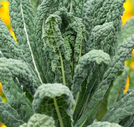 West Coast Seeds - Kale