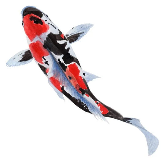 Supreme Floating Koi Food -SPECIAL ORDER ONLY - 9kg - 3.5mm