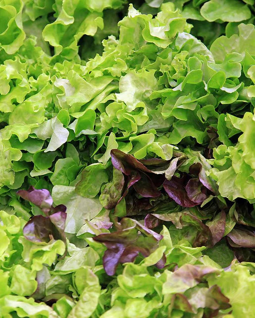 West Coast Seeds - Lettuce
