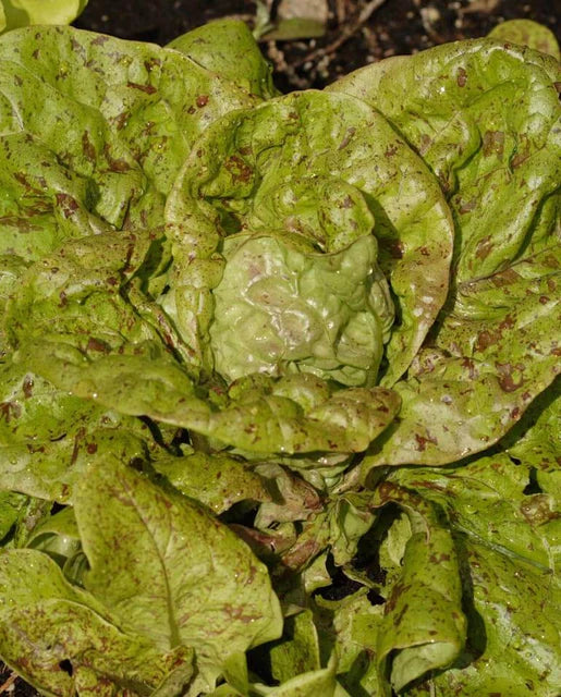 West Coast Seeds - Lettuce