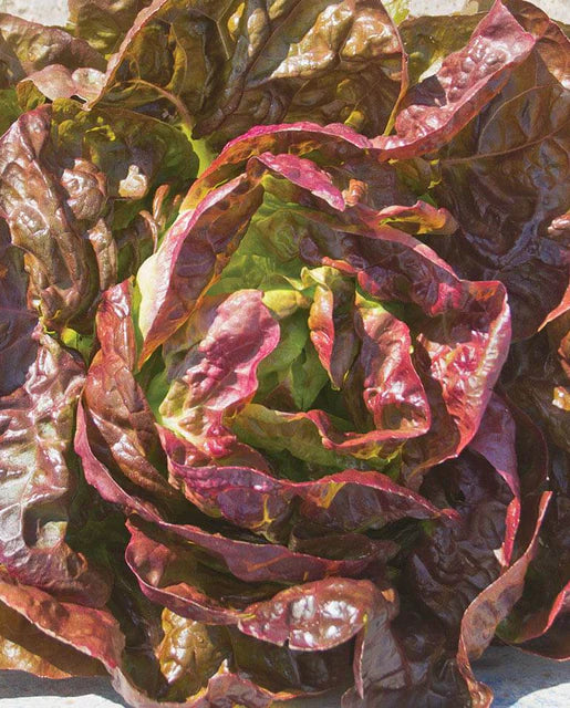 West Coast Seeds - Lettuce