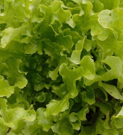West Coast Seeds - Lettuce