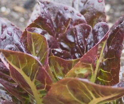 West Coast Seeds - Lettuce