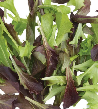 West Coast Seeds - Lettuce