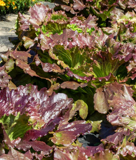 West Coast Seeds - Lettuce