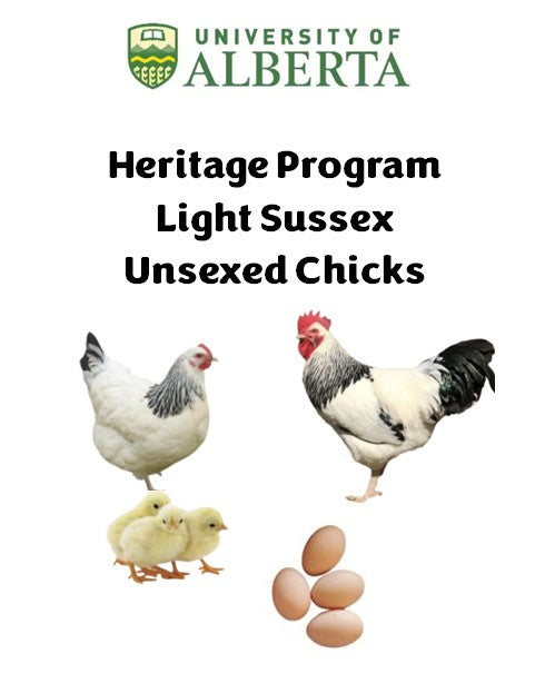 U of A - Heritage - Light Sussex - Chicks - UNSEXED - Shipment 2 - May 20, 2026