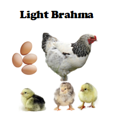 Chicks - Pullets - 2026 Shipment 1 - Pick up - March 24 2026