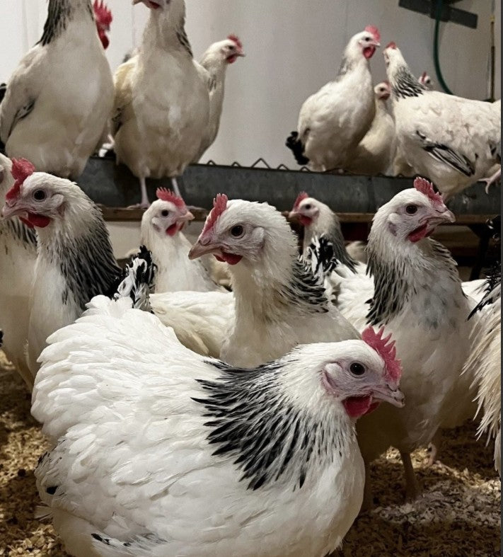 U of A - Heritage - Light Sussex - Chicks - UNSEXED - Shipment 1 - April 15, 2026