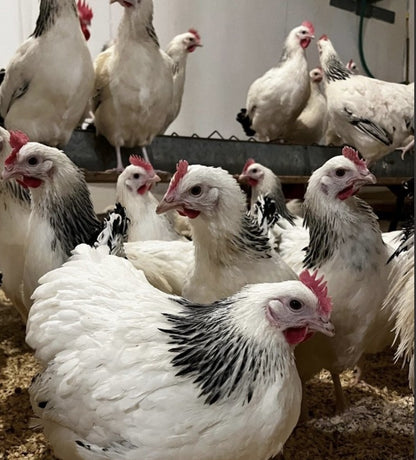 U of A - Heritage - Light Sussex - Chicks - UNSEXED - Shipment 1 - April 15, 2026