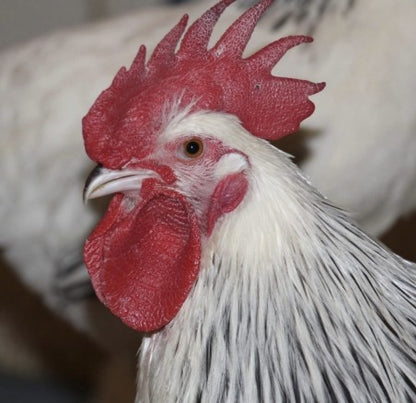 U of A - Heritage - Light Sussex - Chicks - UNSEXED - Shipment 1 - April 15, 2026