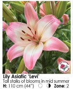 Lily Bulbs - (Arriving in April)