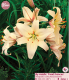 Lily Bulbs - (Arriving in April)