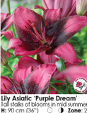 Lily Bulbs - (Arriving in April)